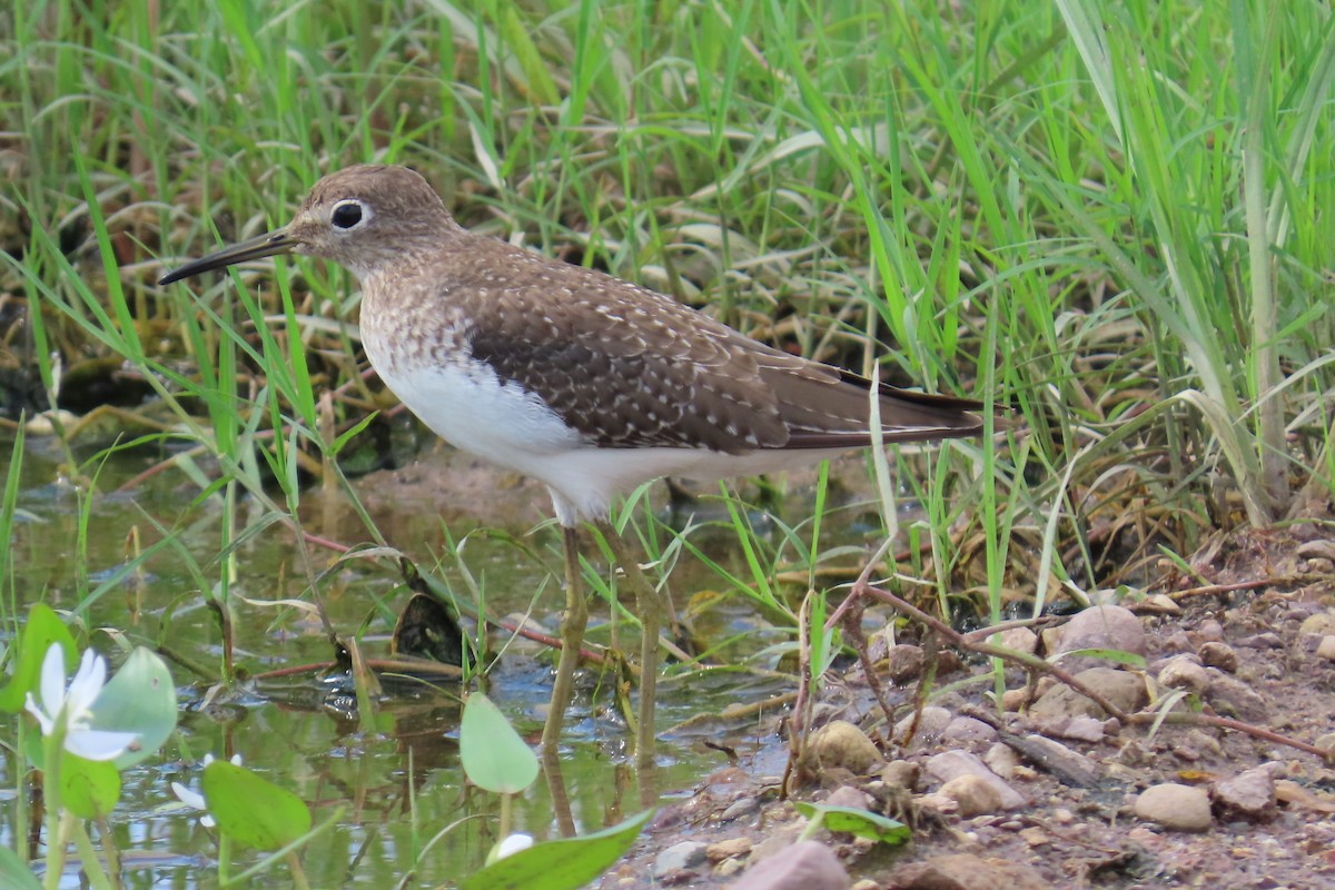 Solitary Sandpiper - ML644038418