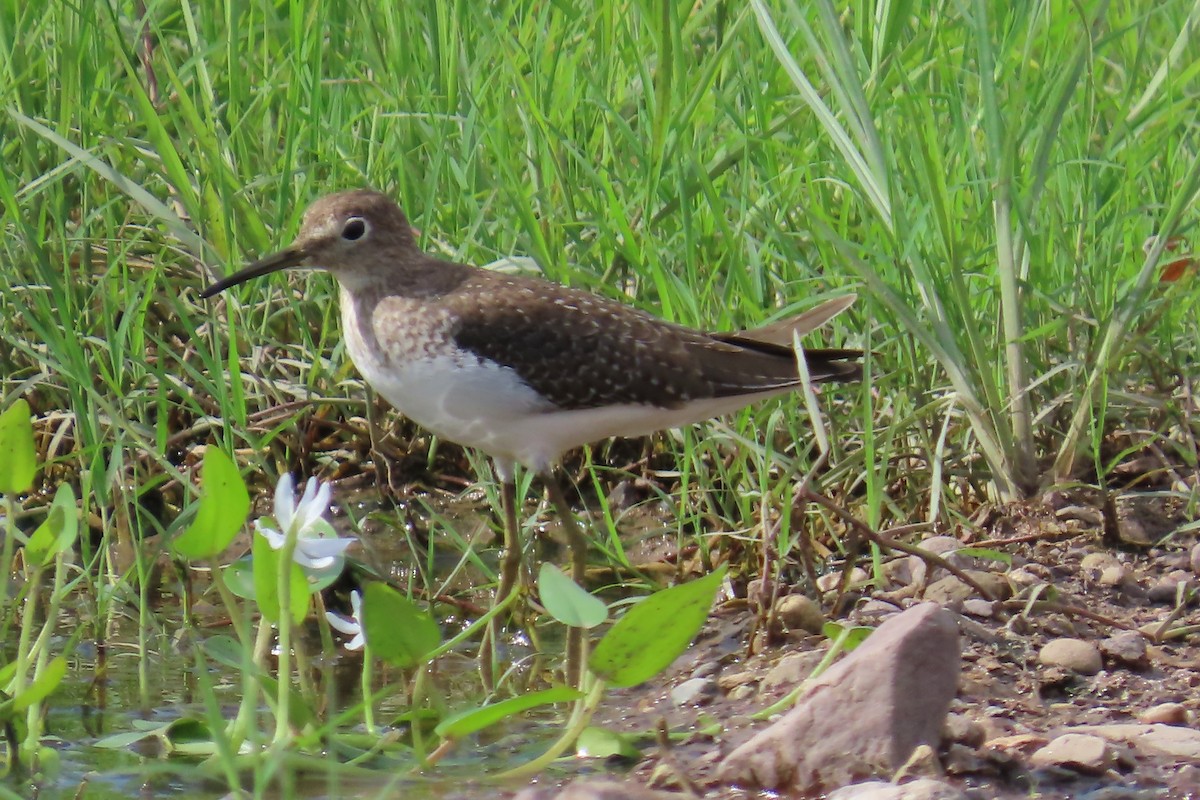 Solitary Sandpiper - ML644038419