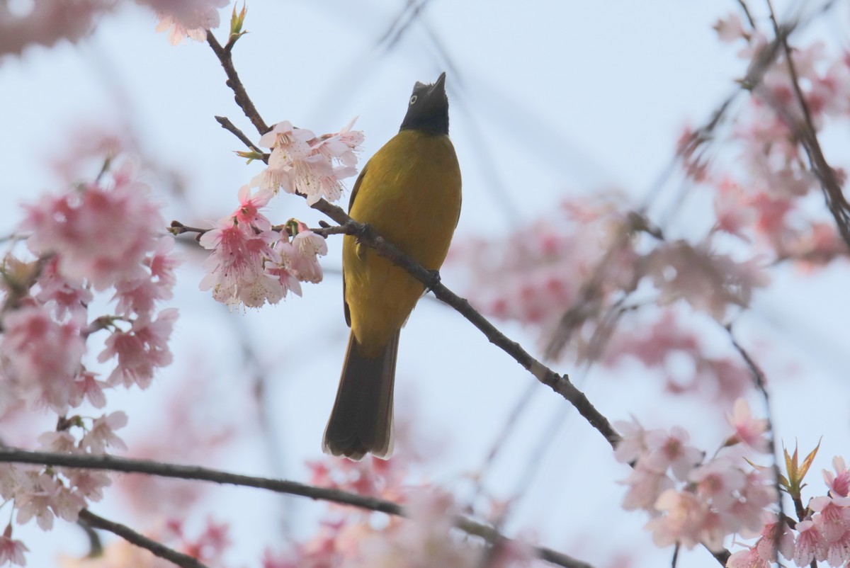 クロボウシヒヨドリ - ML644038439