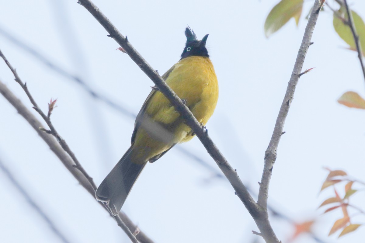 Black-crested Bulbul - ML644038440