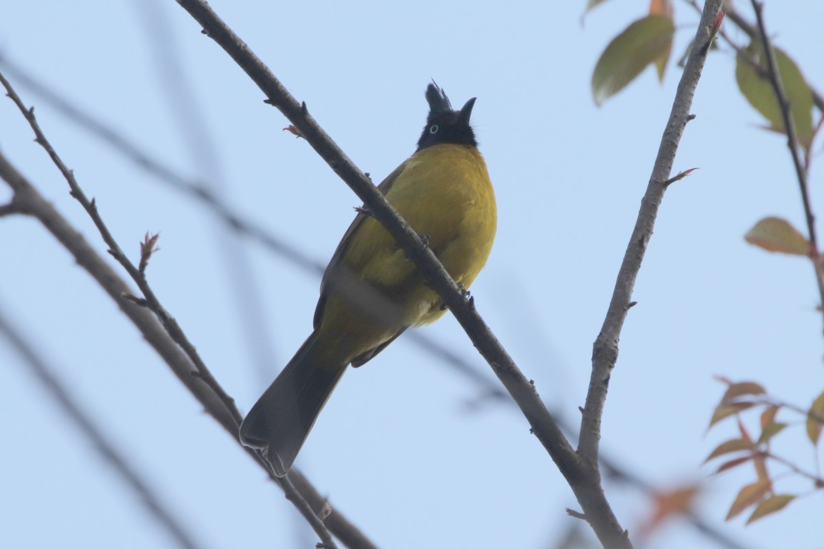 Black-crested Bulbul - ML644038442