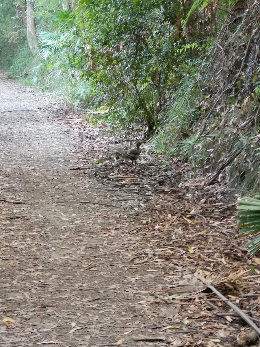 Superb Lyrebird - ML644038462