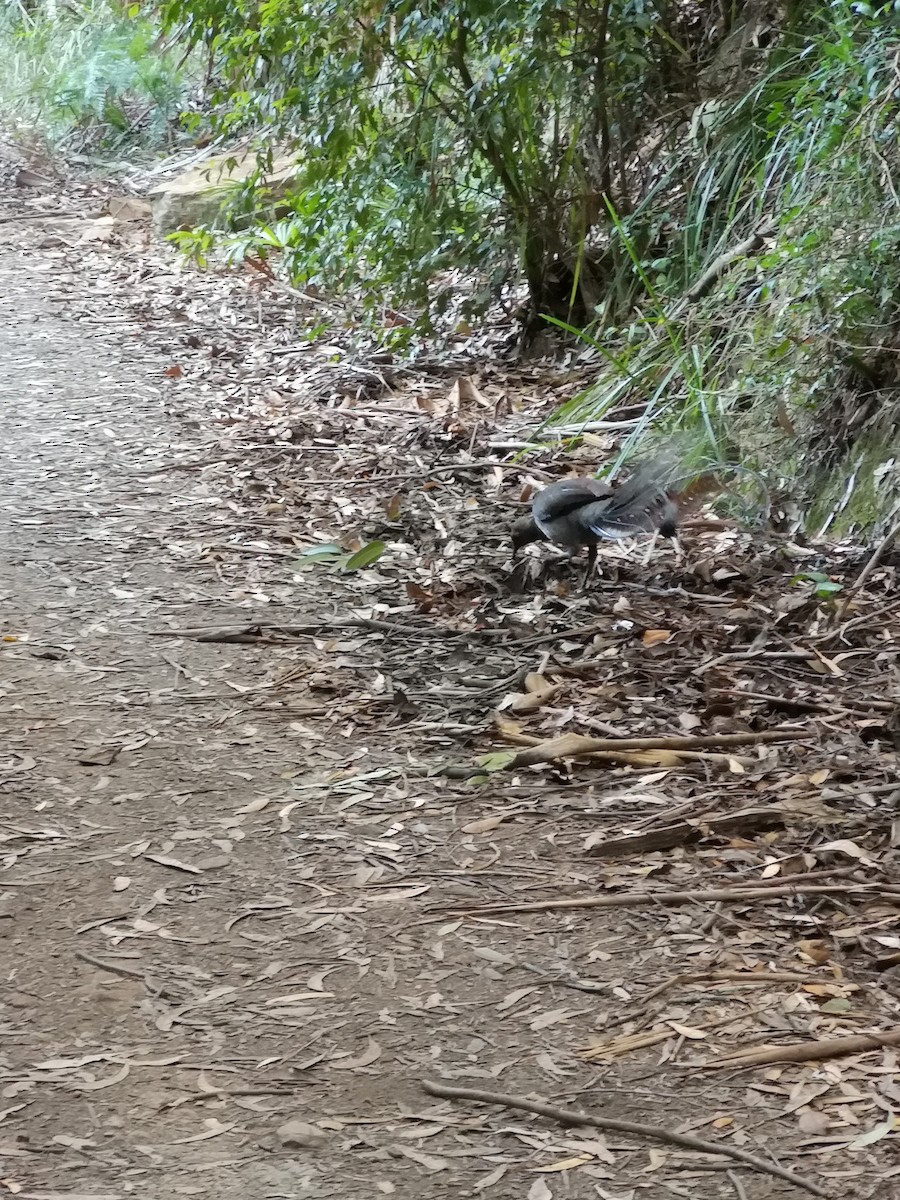 Superb Lyrebird - ML644038463
