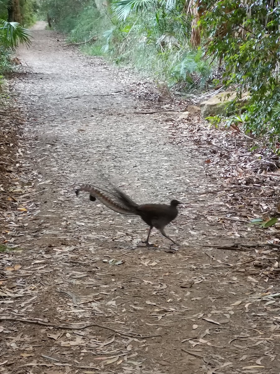 Superb Lyrebird - ML644038464