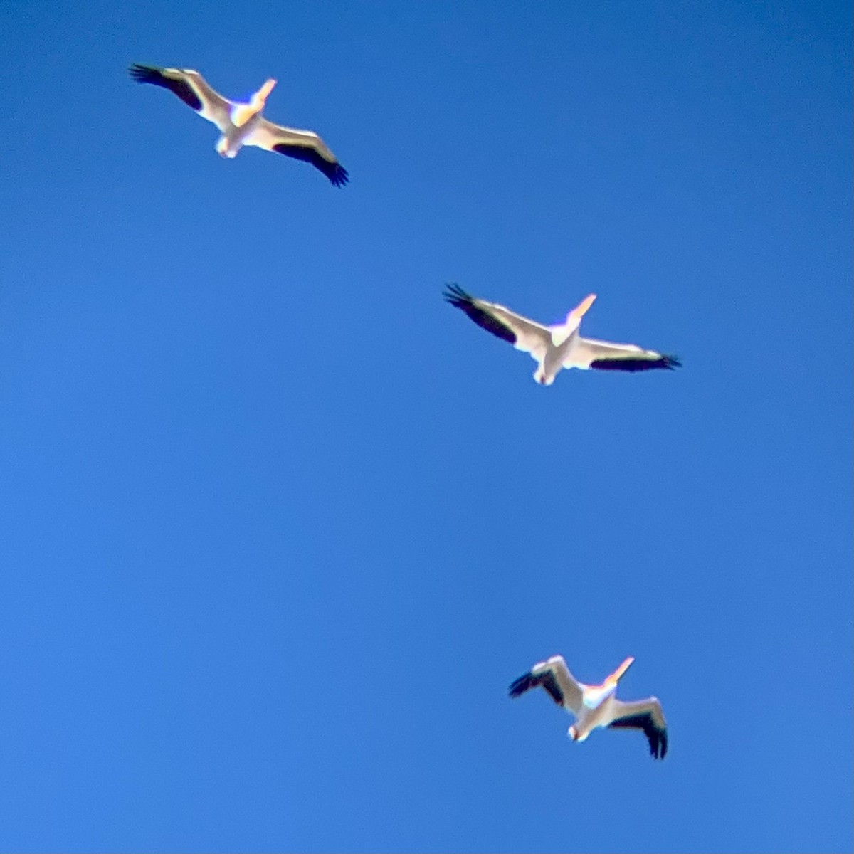 American White Pelican - ML644038470
