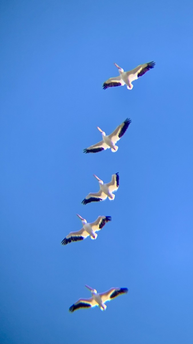 American White Pelican - ML644038471