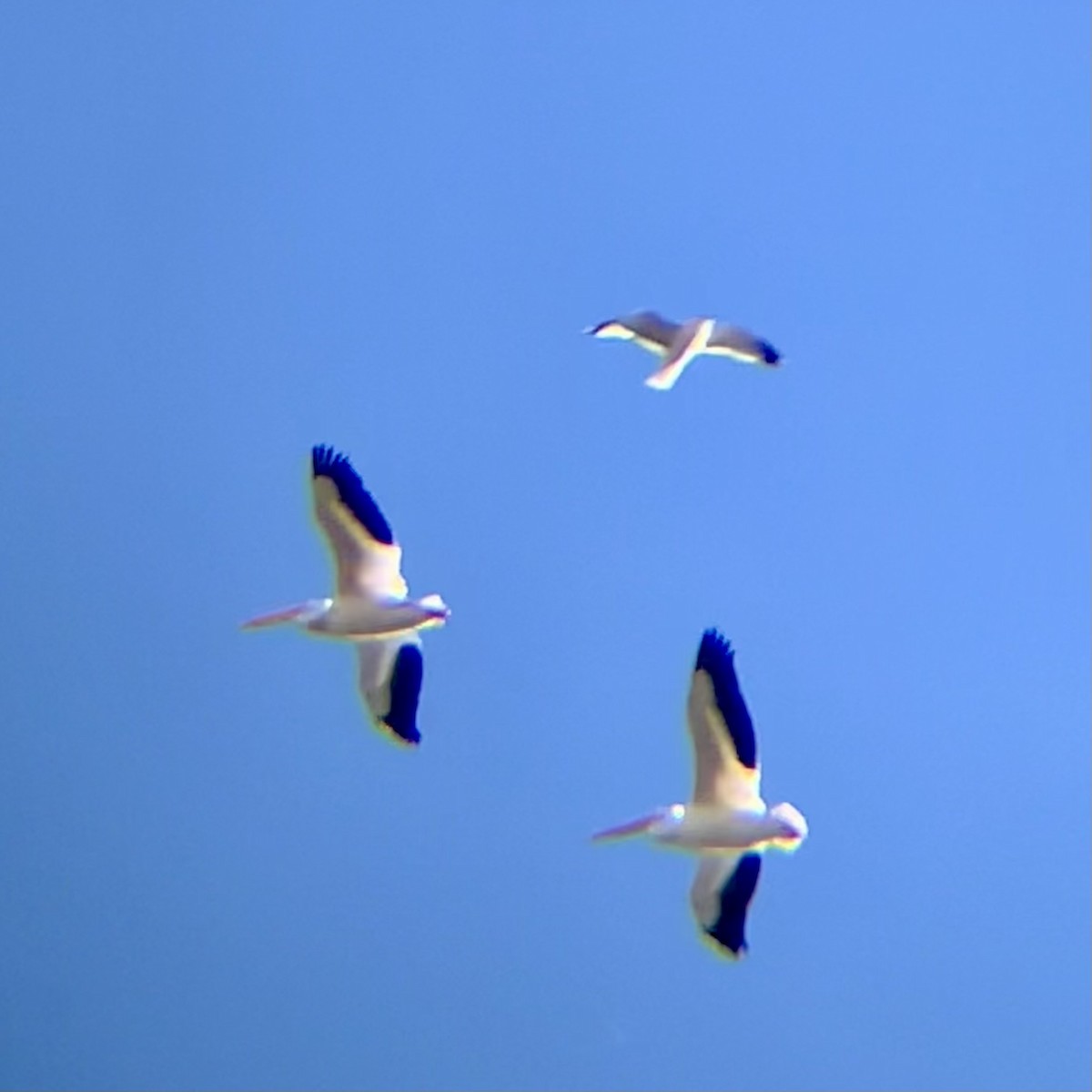 American White Pelican - ML644038472