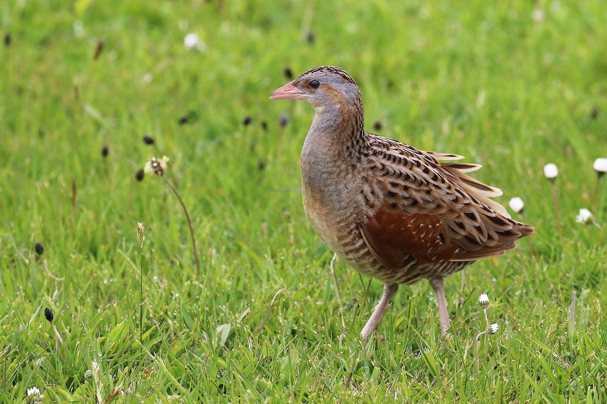 åkerrikse - ML644038478