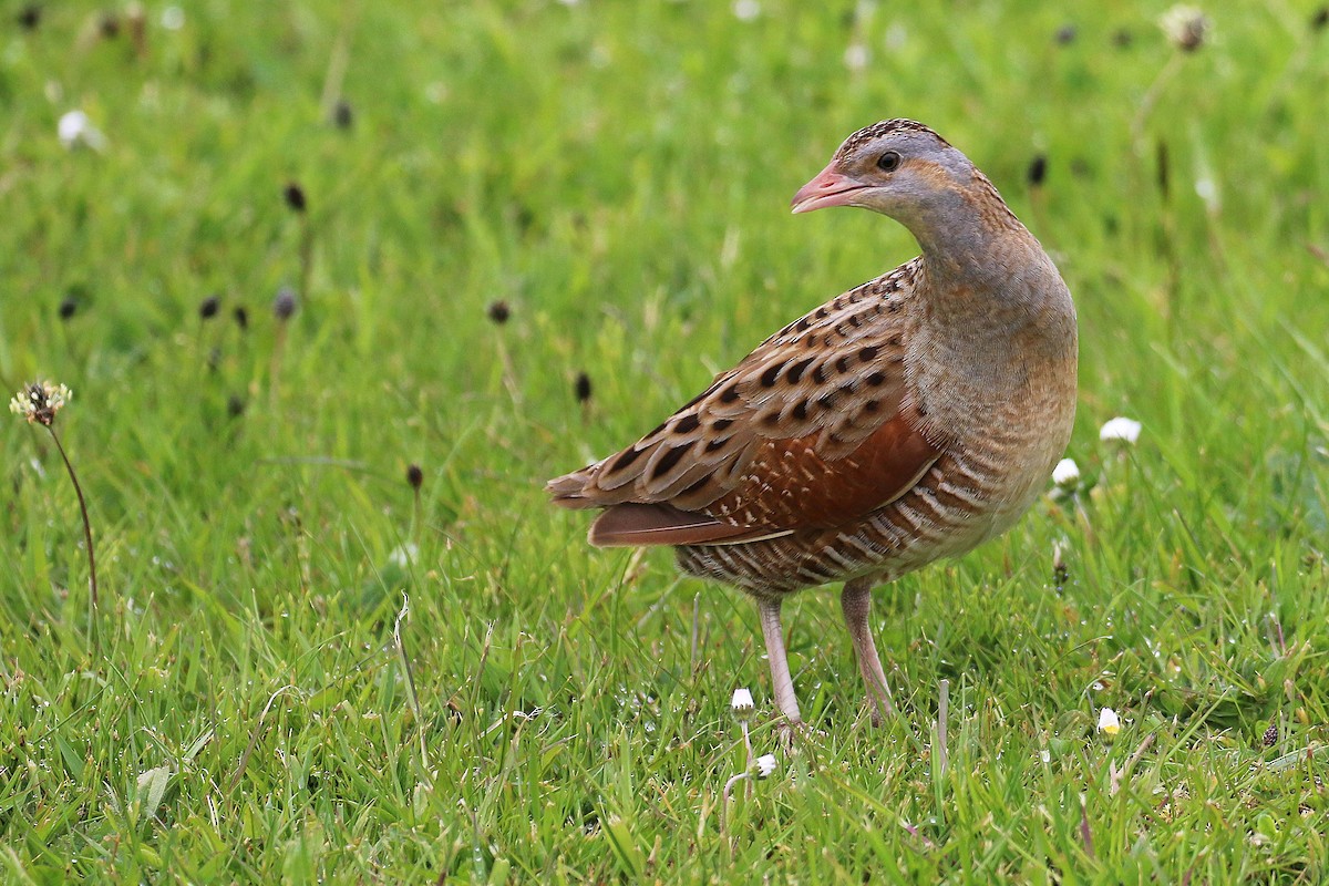 åkerrikse - ML644038479