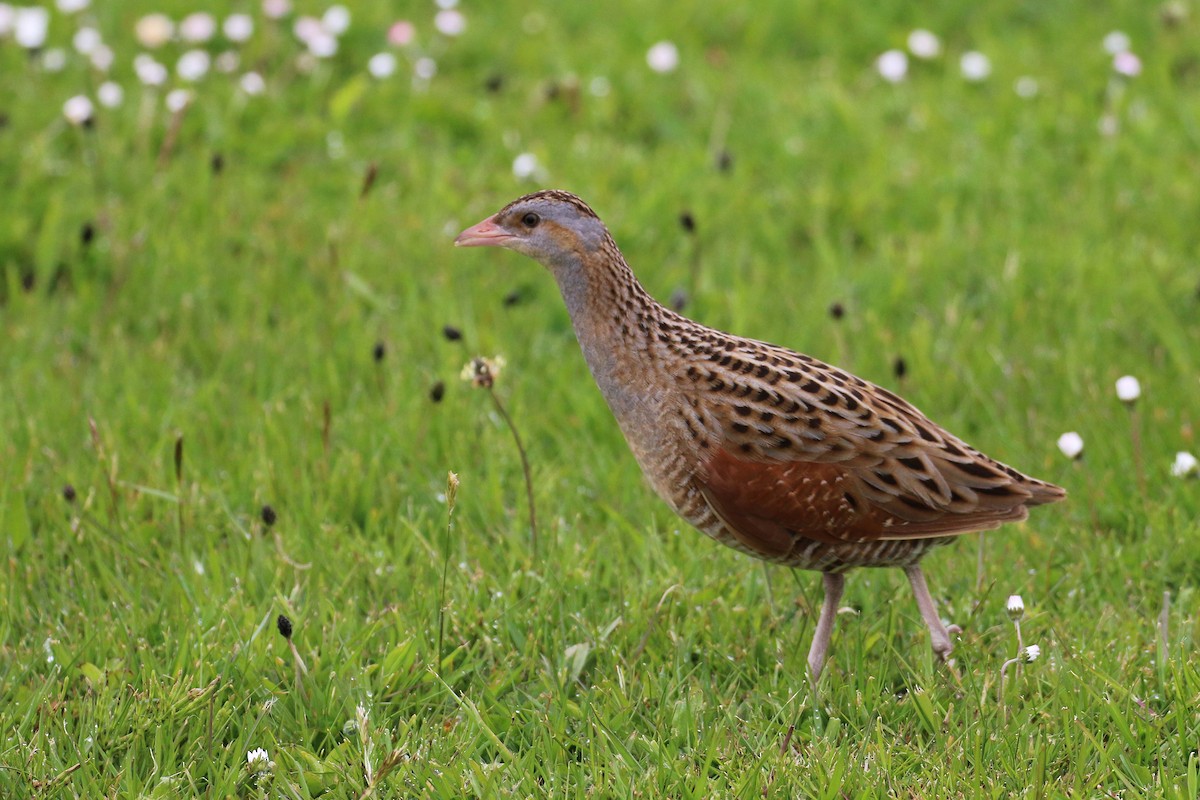 åkerrikse - ML644038480