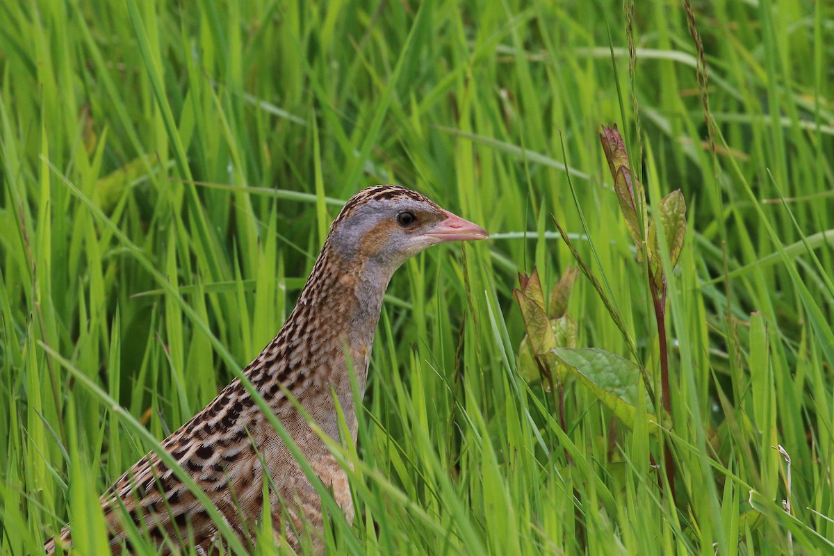 åkerrikse - ML644038481