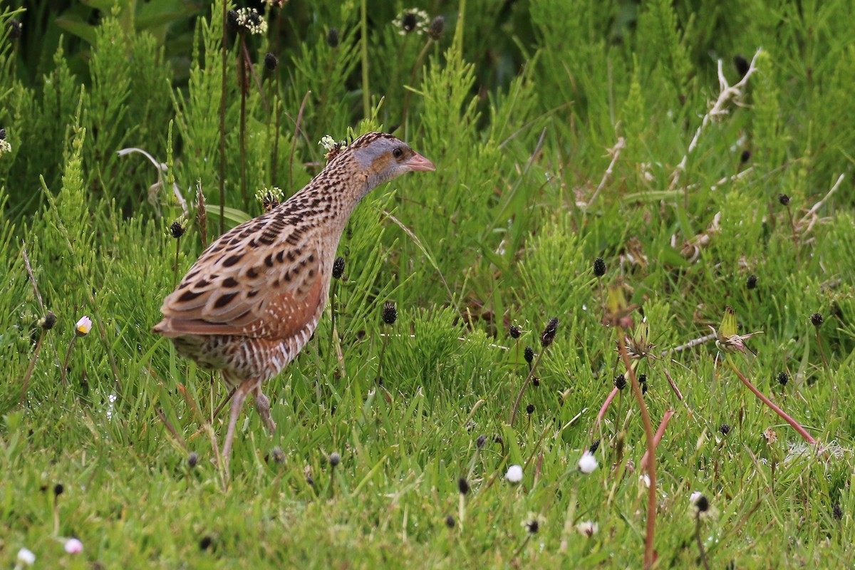 åkerrikse - ML644038482