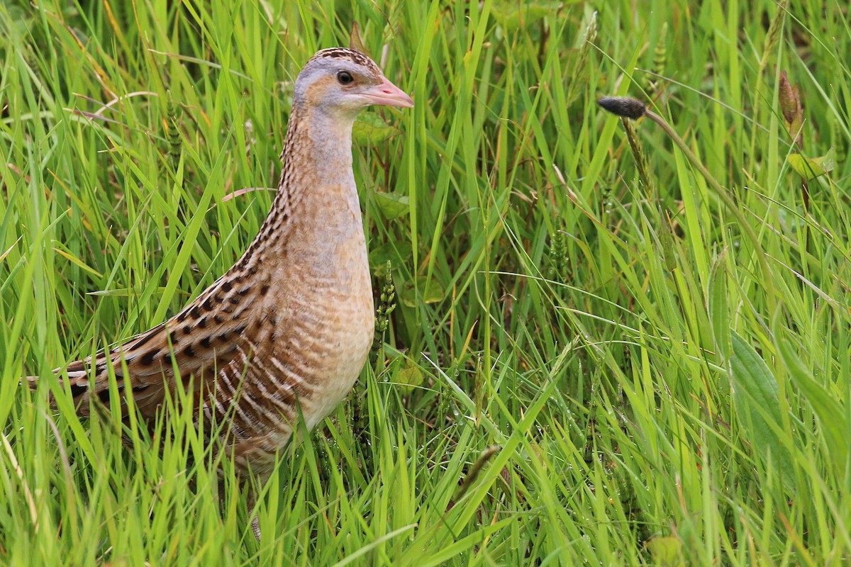 åkerrikse - ML644038483