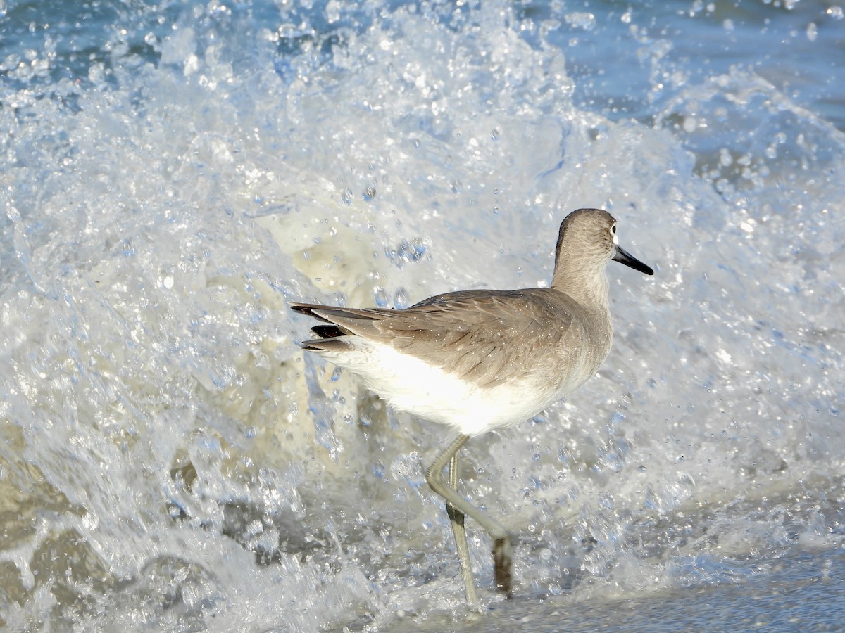 Willet - ML644038484