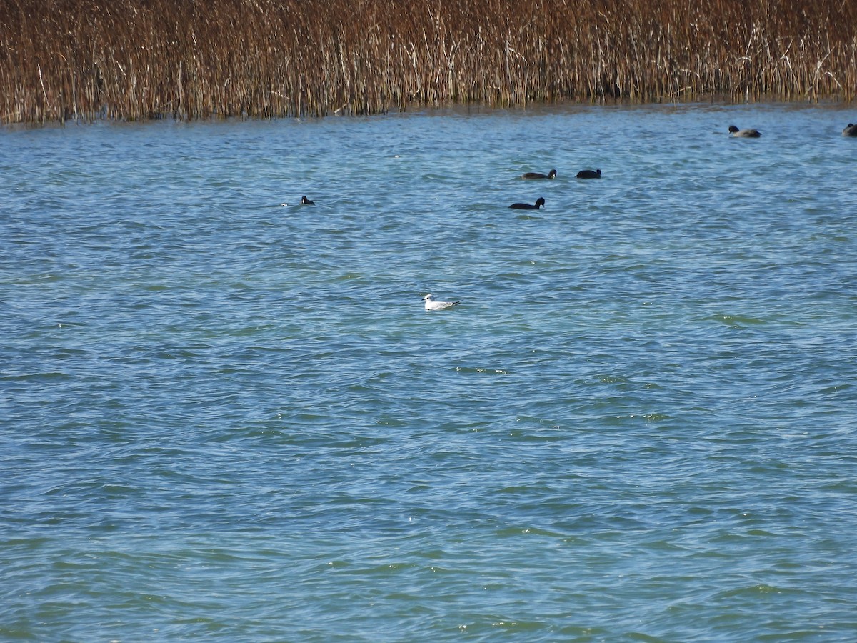 Bonaparte's Gull - ML644038512