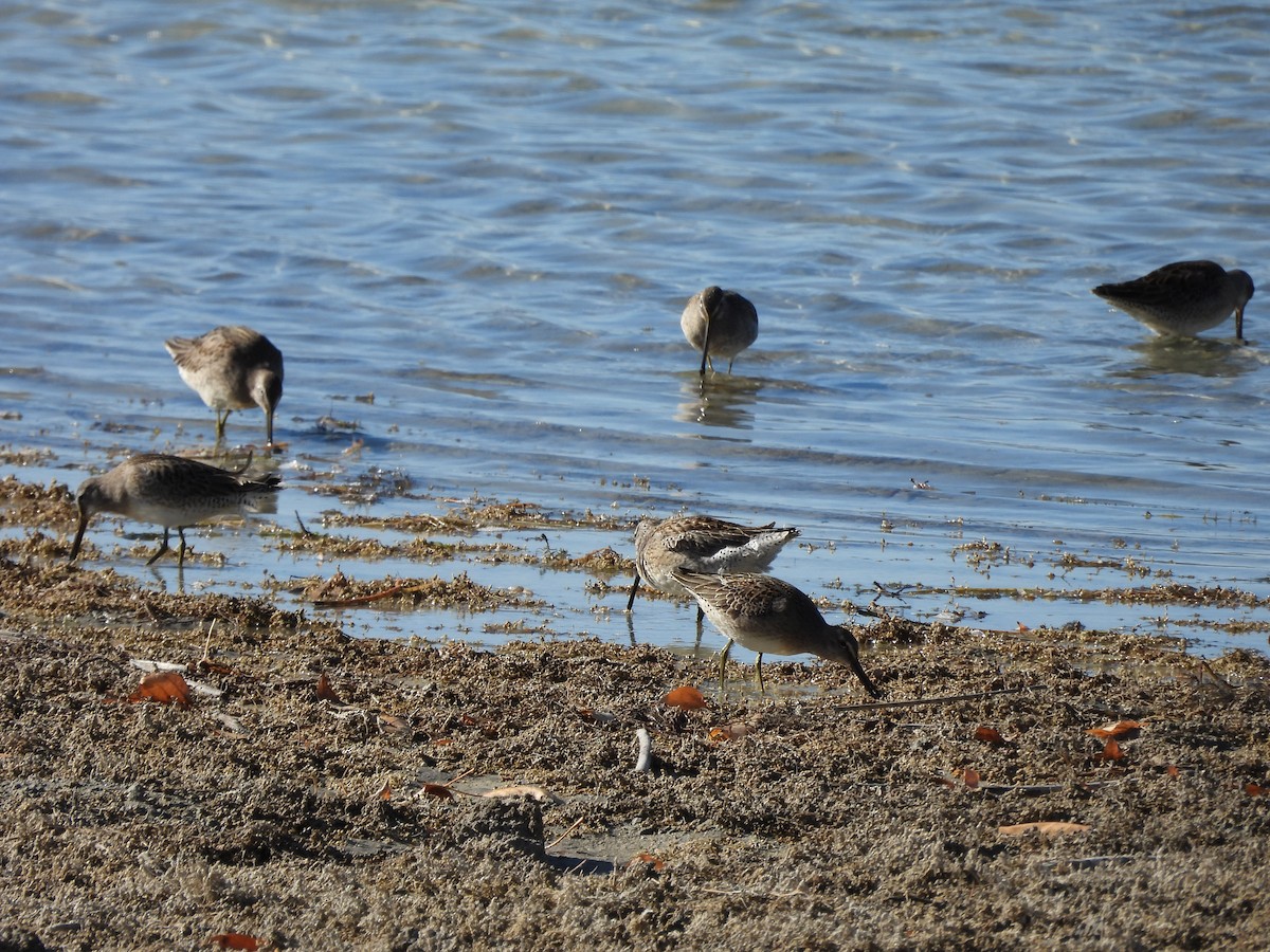 Long-billed Dowitcher - ML644038533