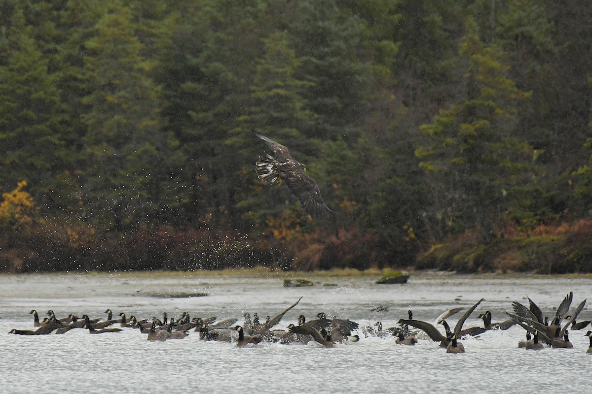 hvithodehavørn - ML644038536