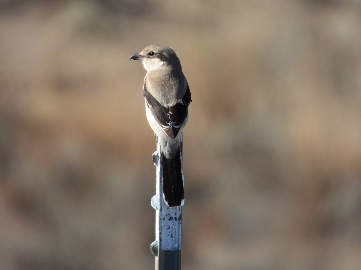 Northern Shrike - ML644038539
