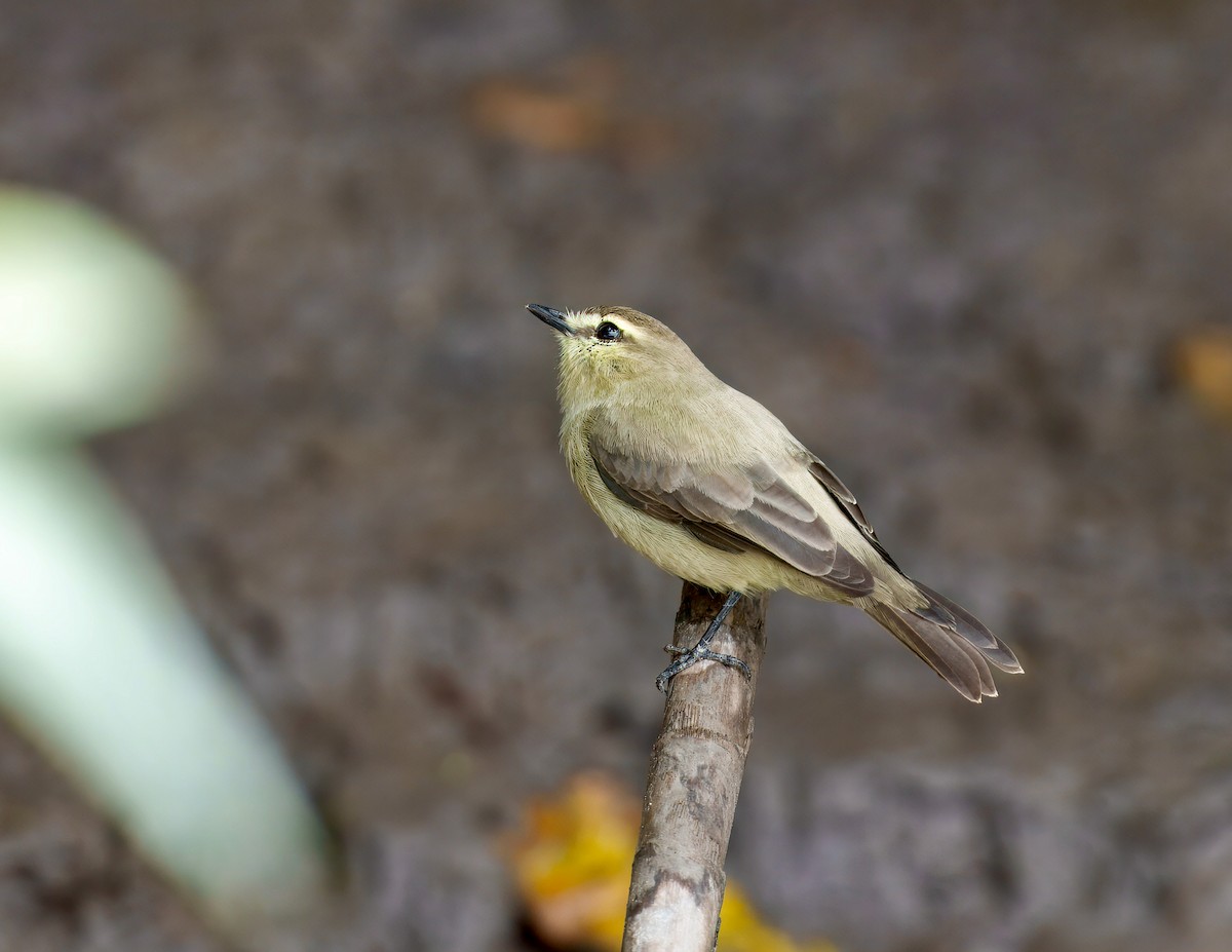 Mosquerito Guardarríos - ML644038568