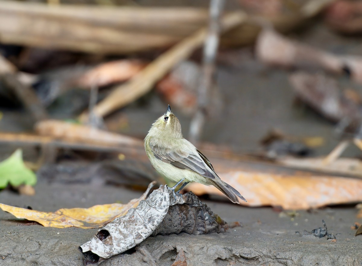 Mosquerito Guardarríos - ML644038570