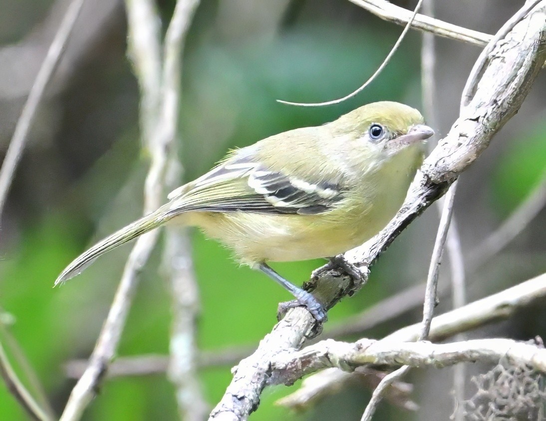 Jamaican Vireo - ML644038586