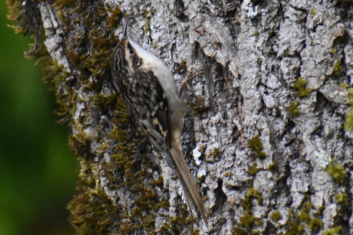 アメリカキバシリ - ML644038598