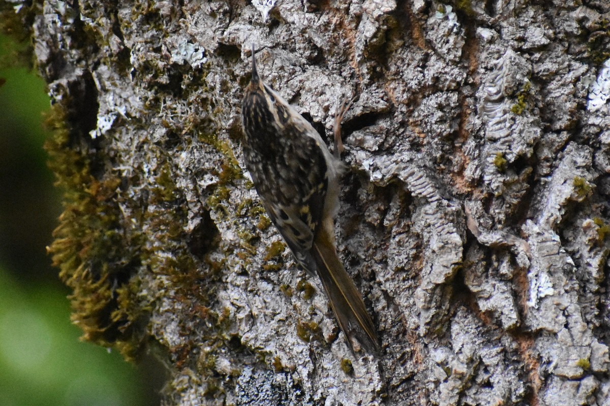 アメリカキバシリ - ML644038599