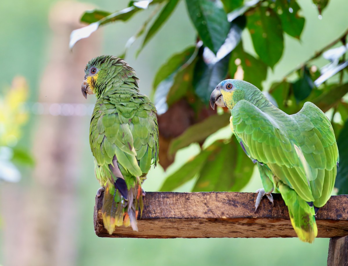 Orange-winged Amazon - ML644038618