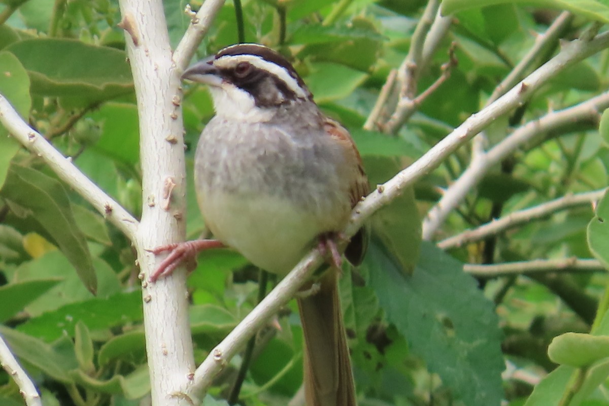 Чінголо широкобровий - ML644038636