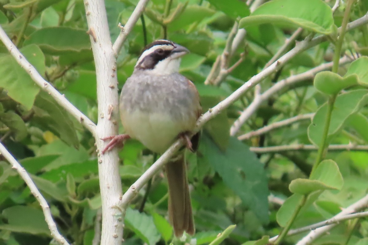 Чінголо широкобровий - ML644038637