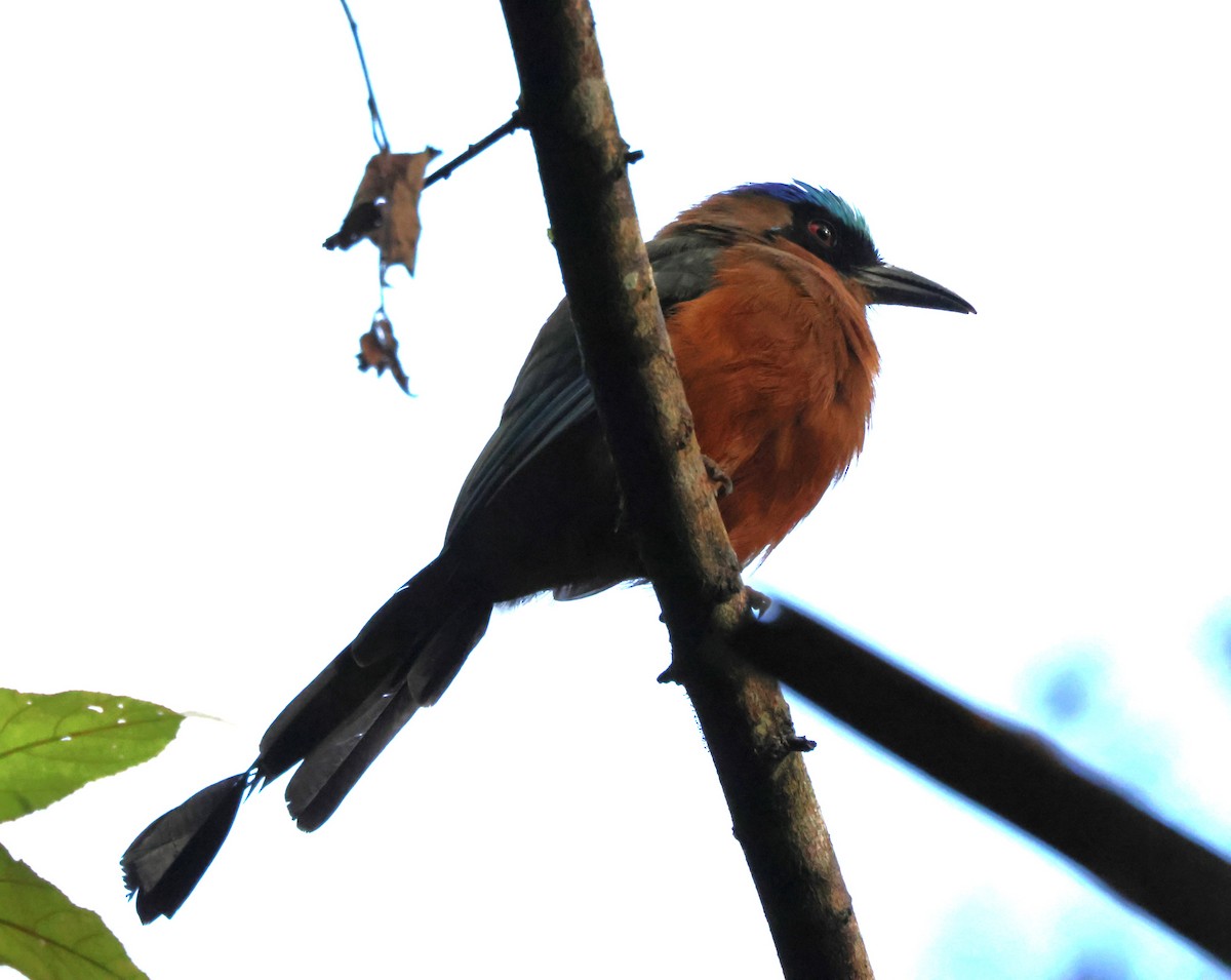 Motmot caraïbe - ML644038649