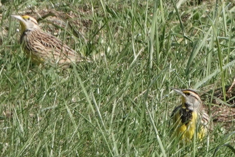 Eastern Meadowlark - ML644038670