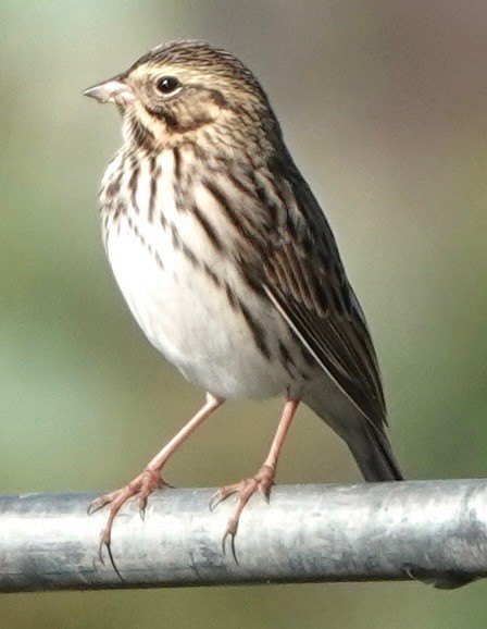 Savannah Sparrow - ML644038678