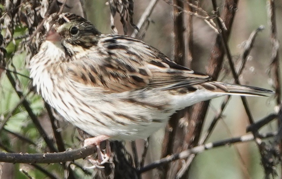 Savannah Sparrow - ML644038679