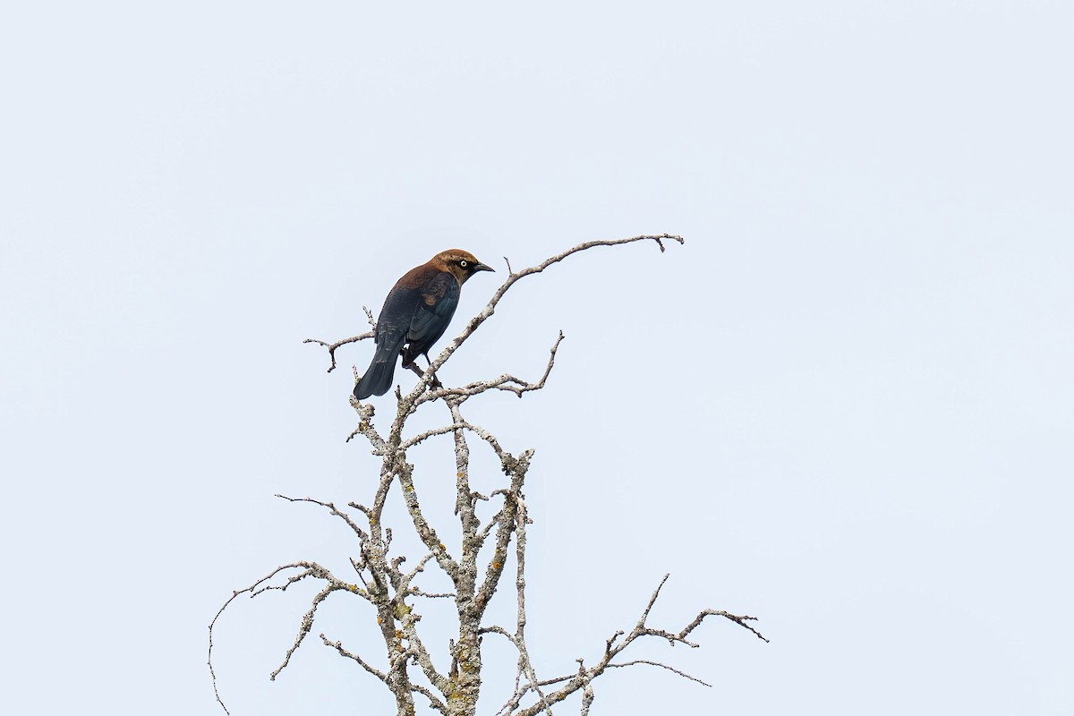 Rusty Blackbird - ML644038706