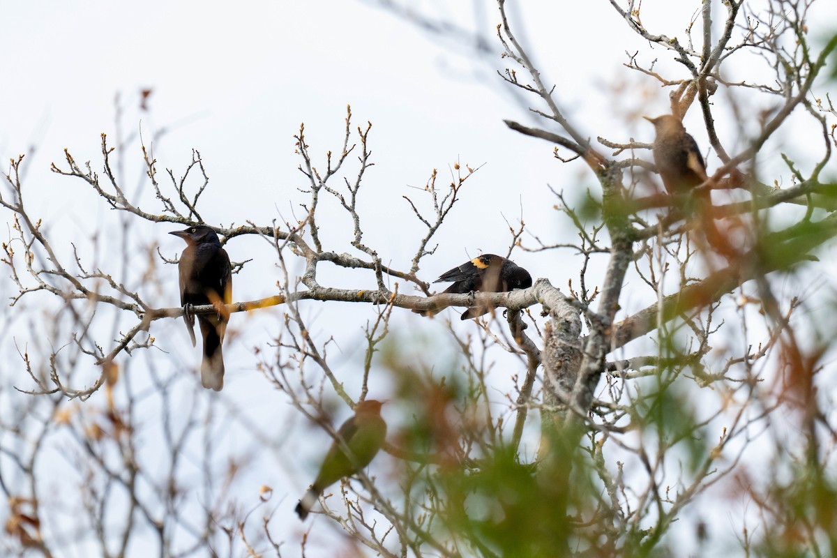 Common Grackle - ML644038710