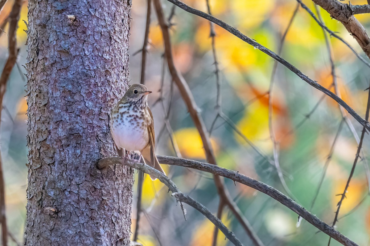 Hermit Thrush - ML644038719