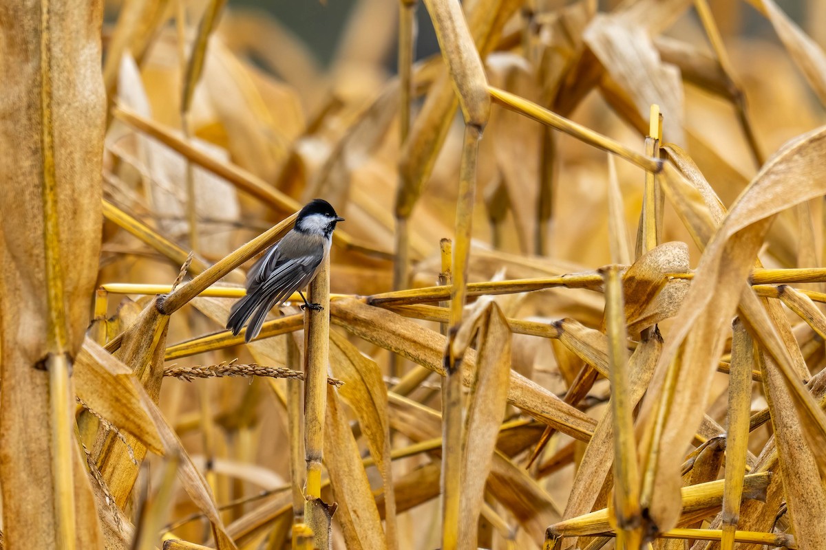 Black-capped Chickadee - ML644038751