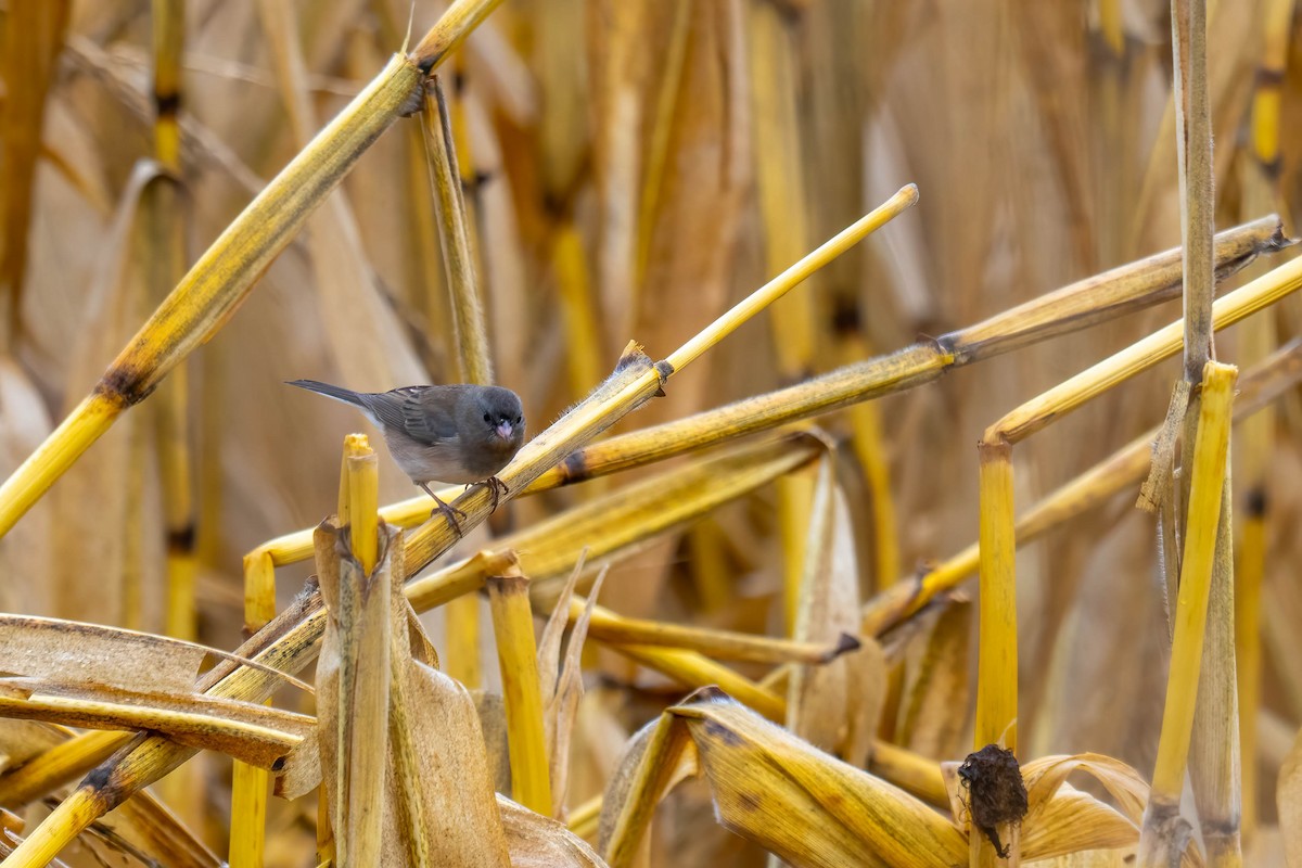 Dark-eyed Junco - ML644038758