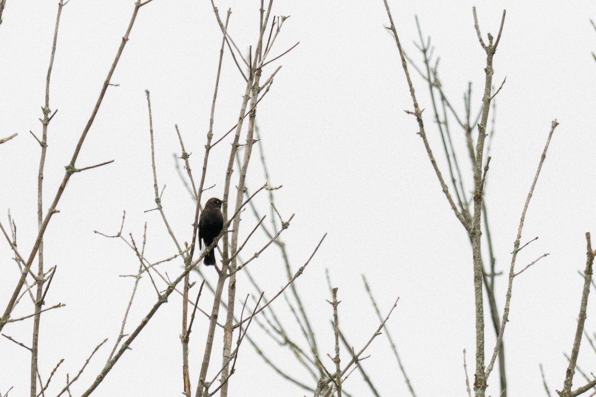 Rusty Blackbird - ML644038761
