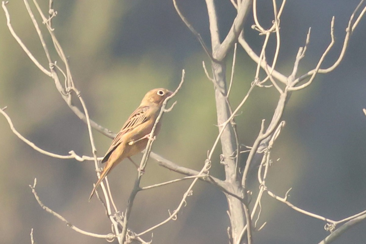 Овсянка Крешмара - ML644038763