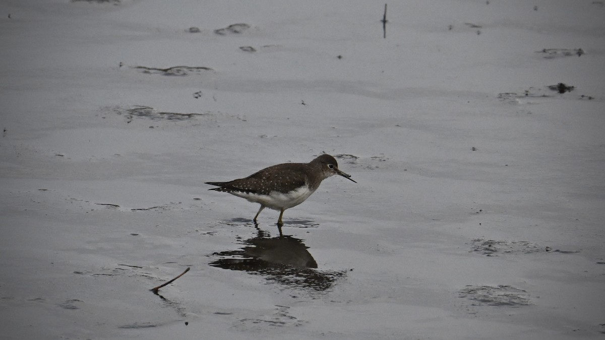 Solitary Sandpiper - ML644038765