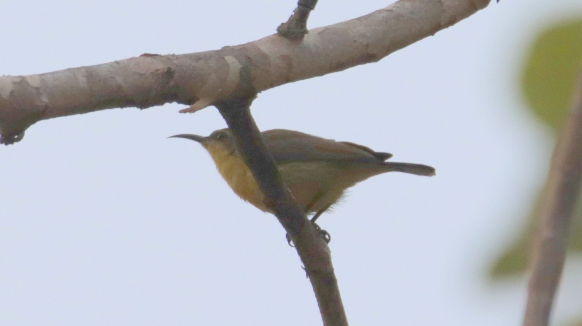 Ornate Sunbird - ML644038768