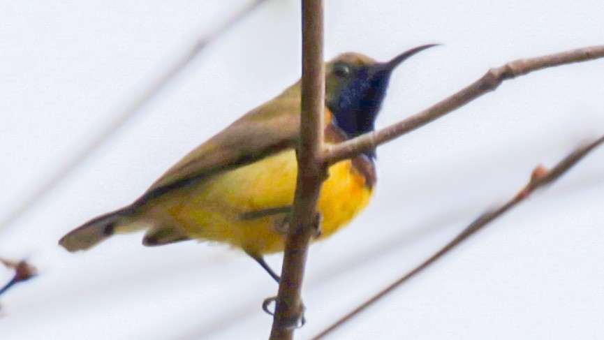 Ornate Sunbird - ML644038771