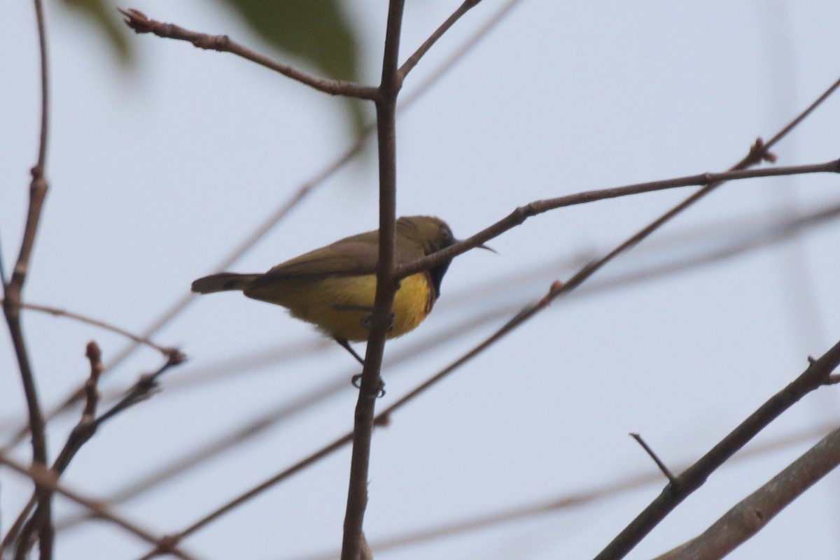 Ornate Sunbird - ML644038772