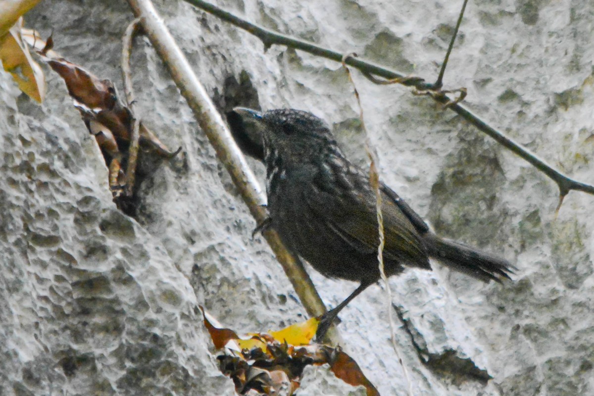 Annam Limestone Babbler - ML644038792