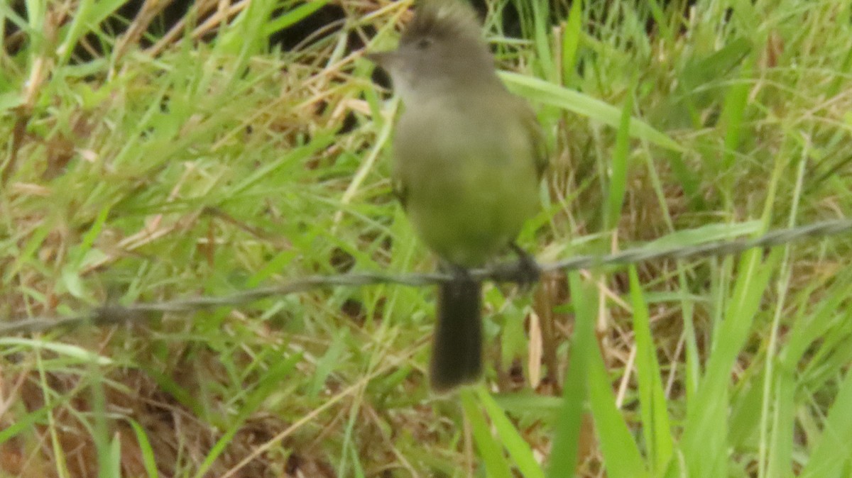 Yellow-bellied Elaenia - ML644038820