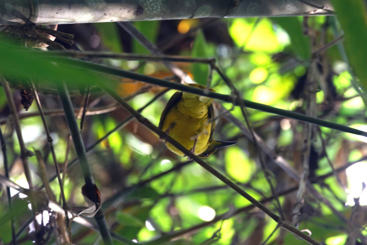 Sula Golden-Bulbul - ML644038821