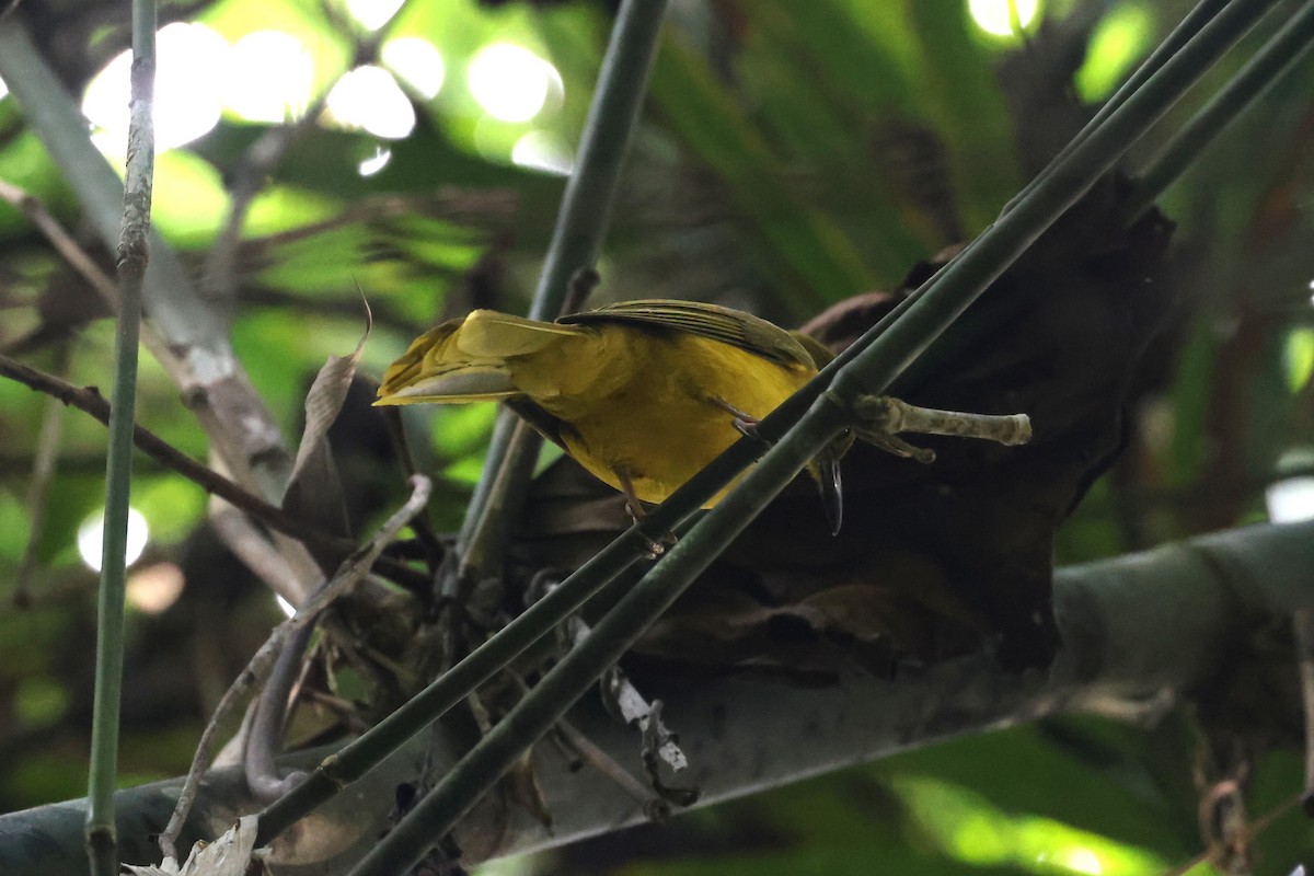 Sula Golden-Bulbul - ML644038828