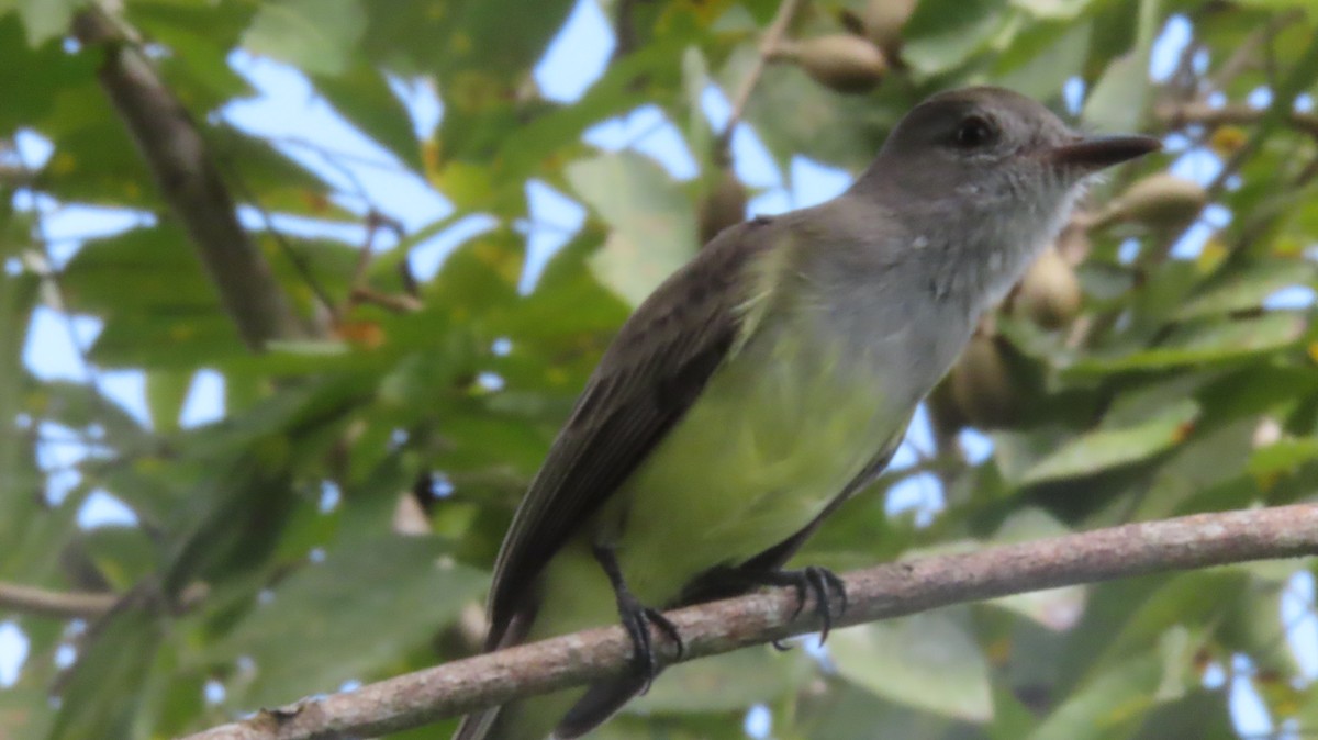 Panama Flycatcher - ML644038831